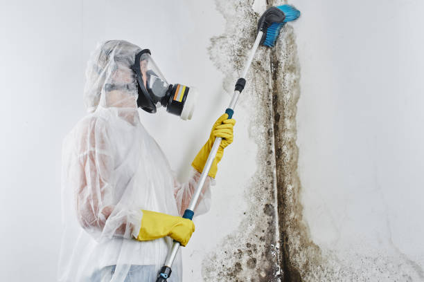 Trusted Nebo, NC Mold Removal Experts