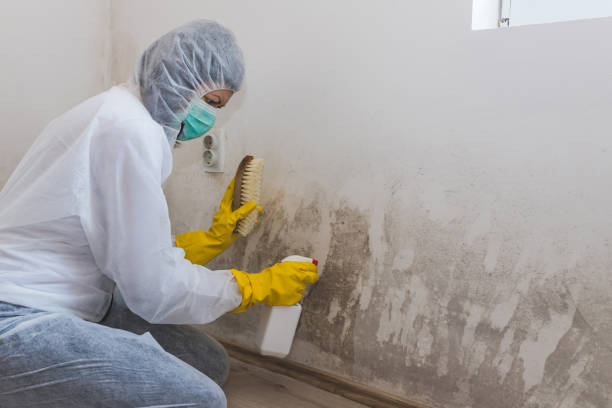 Best Attic Mold Removal  in Nebo, NC