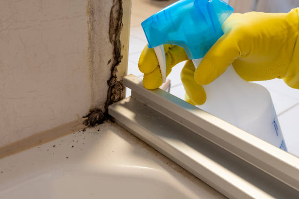  Nebo, NC Mold Removal Pros