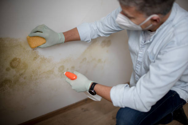 Best Mold Cleaning Services  in Nebo, NC