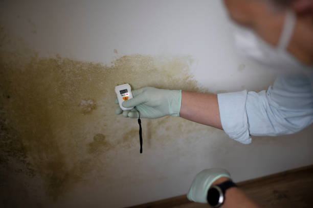 Best Professional Mold Removal  in Nebo, NC