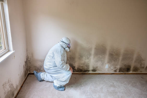 Best Toxic Mold Removal  in Nebo, NC