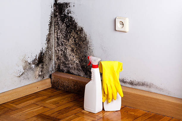 Best Emergency Mold Removal  in Nebo, NC