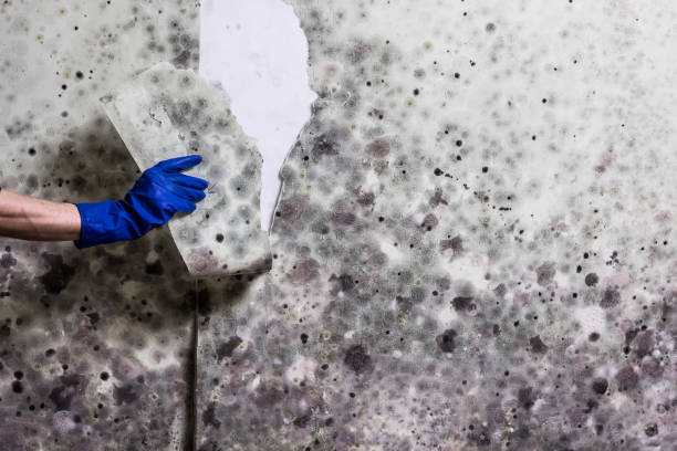 Best Mold Testing  in Nebo, NC