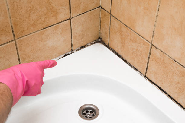 Best Fast Mold Removal  in Nebo, NC